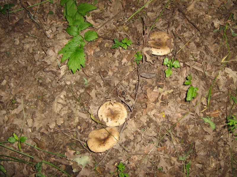 Ancora da Le Piastre (PT)